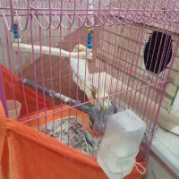 عروس هلندی