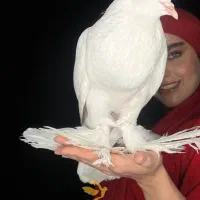 کبوتر زینتی پومرین ابومریم بادکنکی پاپر سلطنتی