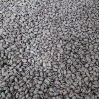 دوبسته لوبیا ودوبسته عدس