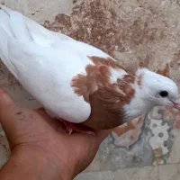 کبوتر