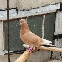 ساری آغ گویروخ