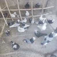 تعداد ۱۰۰ کفتر تهرانی و کاشانی