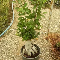 کاکتوس بونسای غول پیکر کاکتوس بنسای