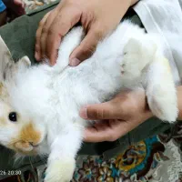 خرگوش لوپ با ادب و ناز