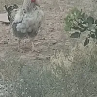 مرغ و خروس
