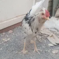 فروش خروس گلین ۵ماه