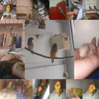 فنچ گلدین خورشیدی زبرا برزیلی بنگالی ملنگو عروس