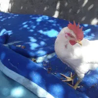 مرغ خوروس