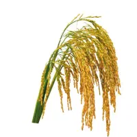 برنج چمپا