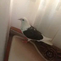 کبوتر پشت دار سیاه