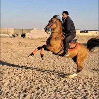 (اسب کرد کره سهیل حیدر)