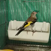 جوجه سهره رسمی درود لرستان