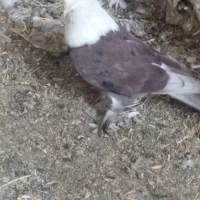 کبوتر