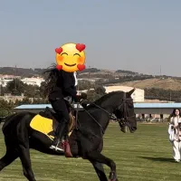 فروش اسب پرشی