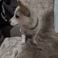سگ پاکوتاه