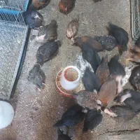 خروس جوان پیلموت و جوجه بلک استار و برهما