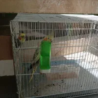 عروس هلندی