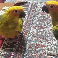 خورشیدی نر و ماده