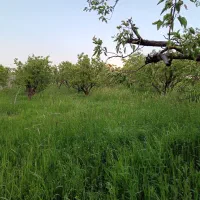 علف و گیاه داخل باغ