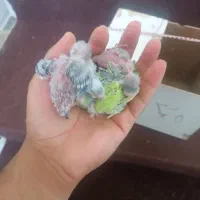 جوجه مرغ عشق