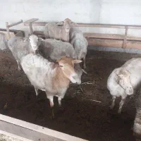گوسفند ماده