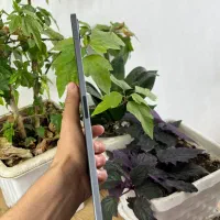 ipad pro 2021 m1|تبلت|ارومیه, |دیوار