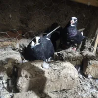 قره مینا خوشگل