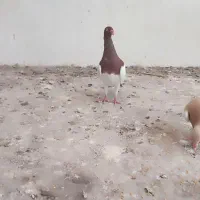 کبوتر دنش وسارکله اسبی