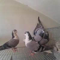 کبوتر نرو ماده