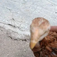 جوجه خروس لاری سه ماهه