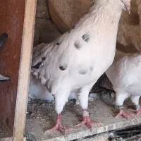 کبوتر