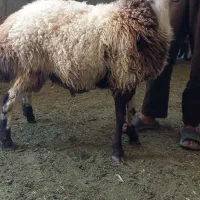 بره قوچی بره نر