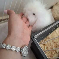خرگوش