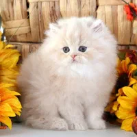 شهر گربه های گوگولی (بریتیش / اسکاتیش / پرشین)