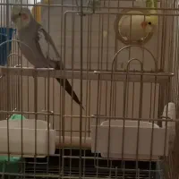 جفت عروس هلندی مولد