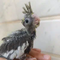 عروس هلندی مناسب دستی کردن