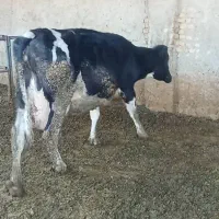 گاو شیری حذفی