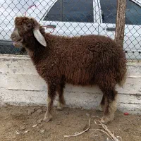 بره نر قیر جنس درجه  ۱