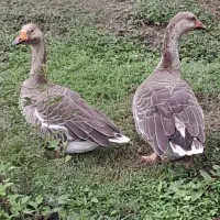 غاز