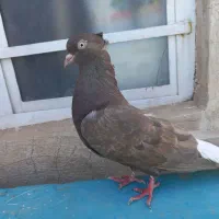 دم سفید ماده