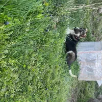 سگ سراب|سگ|همدان, |دیوار