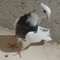 سه عدد کبوتر