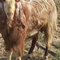 سالم  سرحال