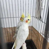 عروس هلندی لوتینو