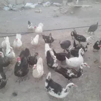 اردک اسراییلی درشت