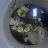 پرورش گوپی  بچه ماهی