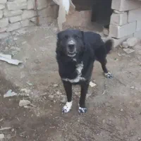 سگ گله ، سگ نگهبان