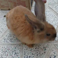 خرگوش لوپ باهوش