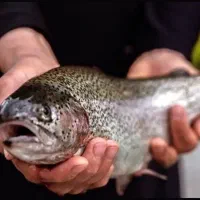 ماهی قزل الا