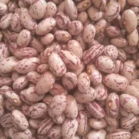 لوبیا چیتی پاک شده